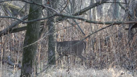 Ein-Junger-Weißwedelhirsch,-Der-Durch-Den-Wald-Läuft