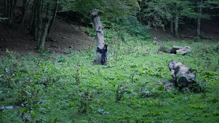 Romanian Wild Brown Bear hugs tree in green forest habitat
