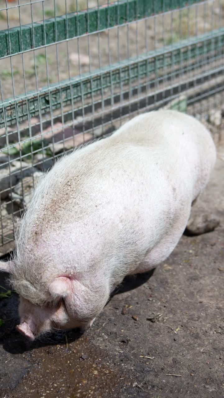 창고 에 있는  돼지