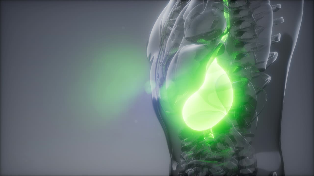 examen de radiología estomacal humano