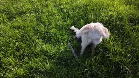 Adorable-white-dog-standing-in-the-sun-kissed-grass-outdoors,-illuminated-by-the-warm-glow-of-low-angle-sunshine