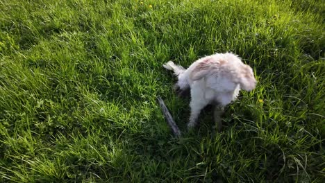 adorable perro blanco de pie en la hierba besada por el sol al aire libre, iluminado por el caloroso resplandor del sol de bajo ángulo