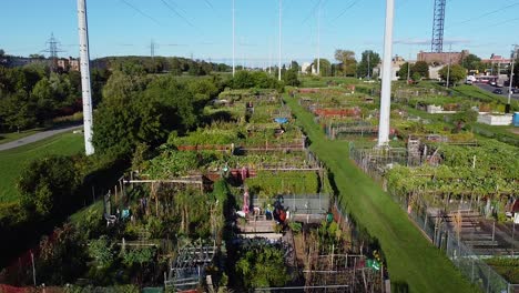 large urban community garden allotments in international city for food growth