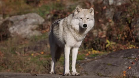 arctic fox sticks tongue out and looks at you atop a rock