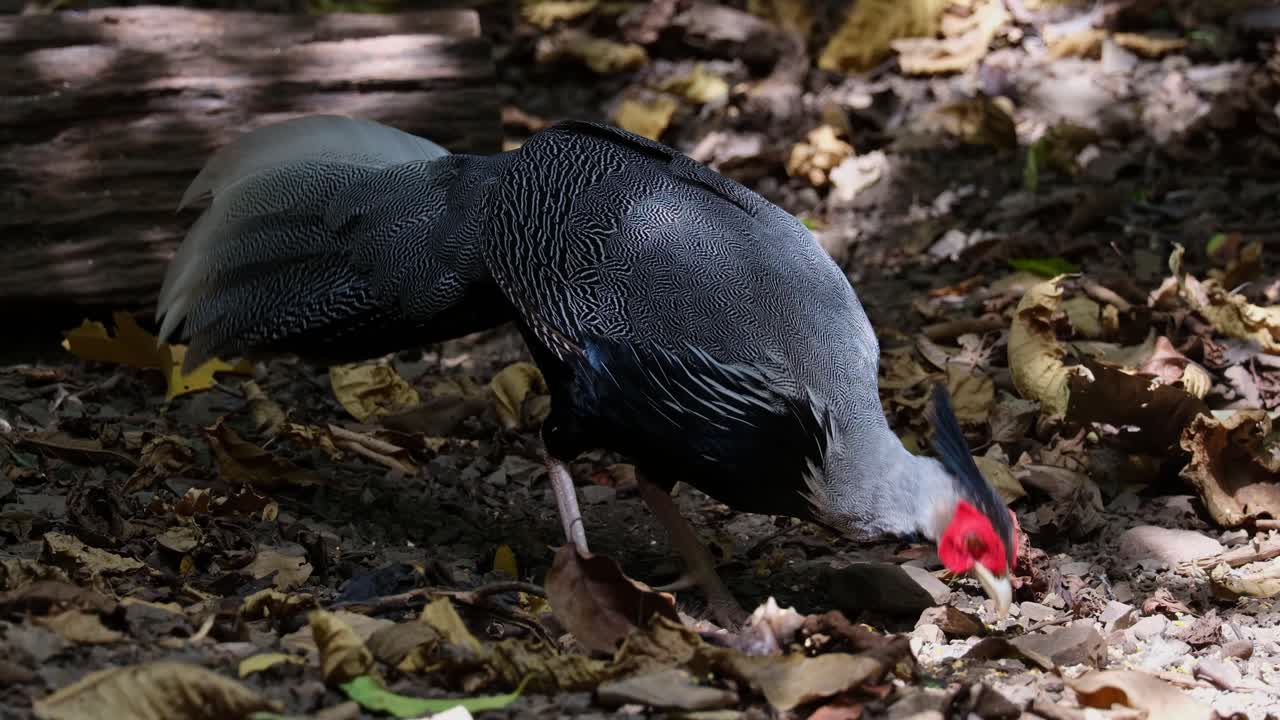 alimentándose en el suelo del bosque mientras la cámara se aleja, el faisán kalij lophura leucomelanos, tailandia