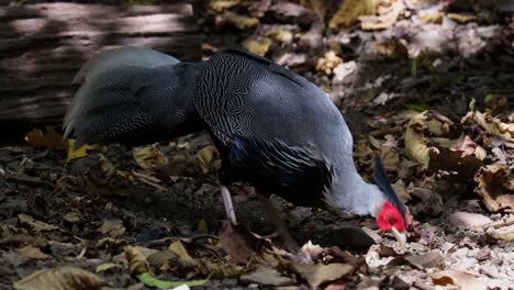 Feeding-on-the-forest-ground-while-the-camera-zooms-out,-Kalij-Pheasant-Lophura-leucomelanos,-Thailand