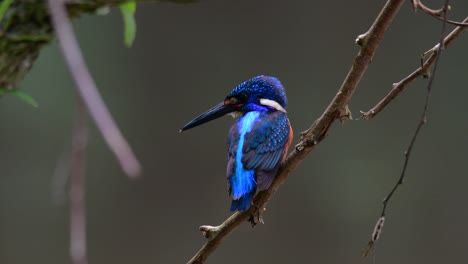 el martín pescador de orejas azules es un pequeño martín pescador que se encuentra en tailandia y es buscado por los fotógrafos de aves debido a sus hermosas orejas azules, ya que es una pequeña, linda y esponjosa bola de plumas azules de un pájaro