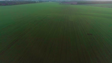 video aéreo de un campo agrícola con trigo