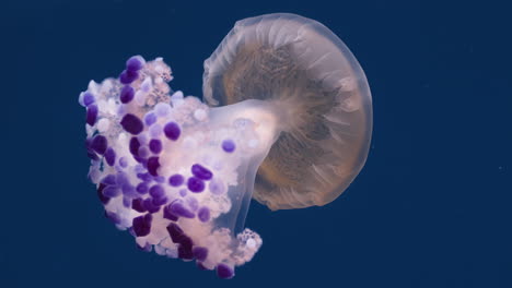 medusas de huevo fritas