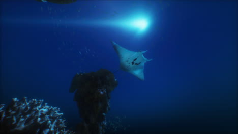 una raya manta nadando en el océano