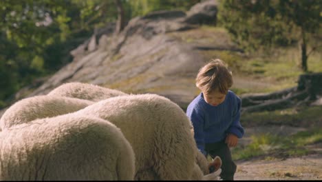 little boy learns to pet sheep