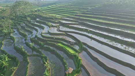 Vista-De-La-Mañana-En-El-Campo-De-Arroz-Tropical