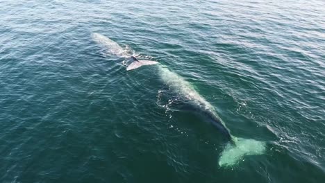 Grey-whales-swimming-by-the-coasts-of-Baja-California-Sur,-Mexico,-in-clear-blue-waters