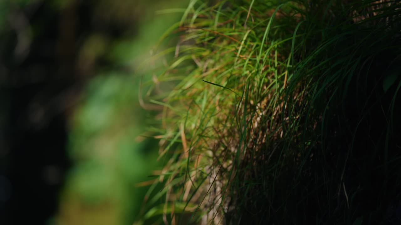 Primo piano al rallentatore di muschio verde (Bryophyta) che cresce su una roccia umida vicino a una cascata a Ötschergräben, in Austria, che evoca spiritualità, meditazione, radicamento, rituali e una profonda connessione con la natura alpina selvaggia