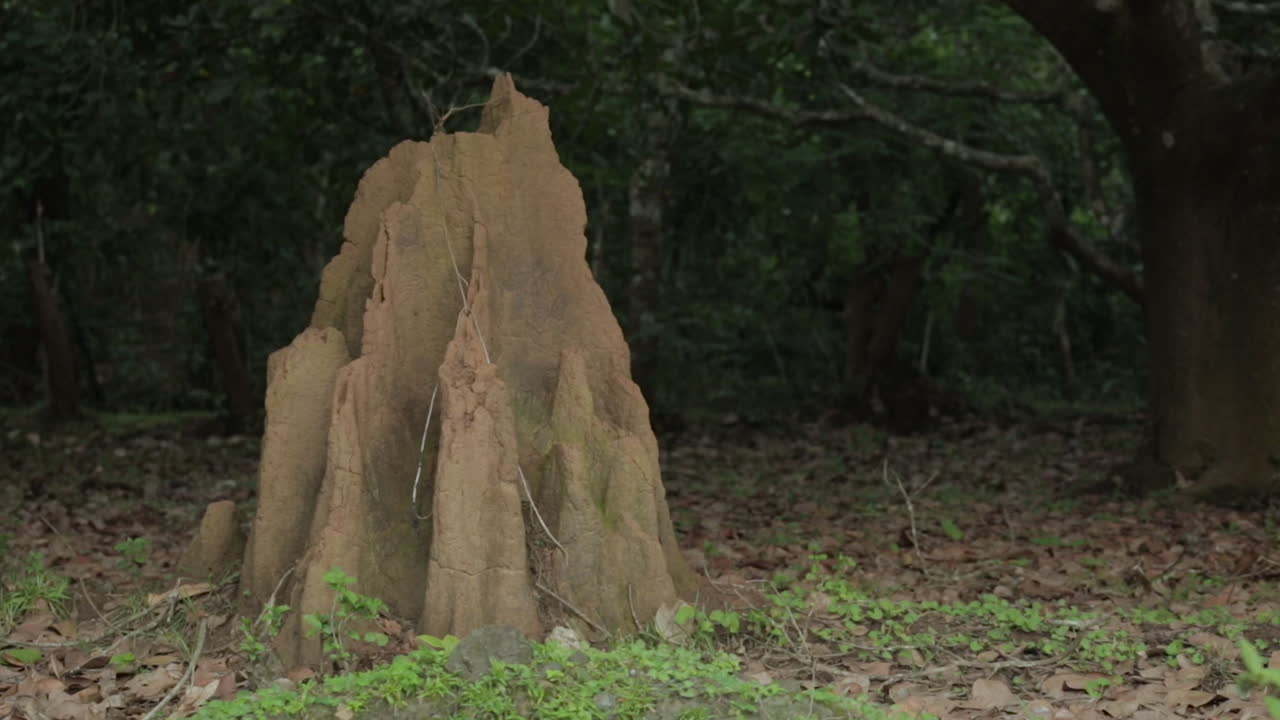 Countryside scene with termite mound. Low POV, zoom in