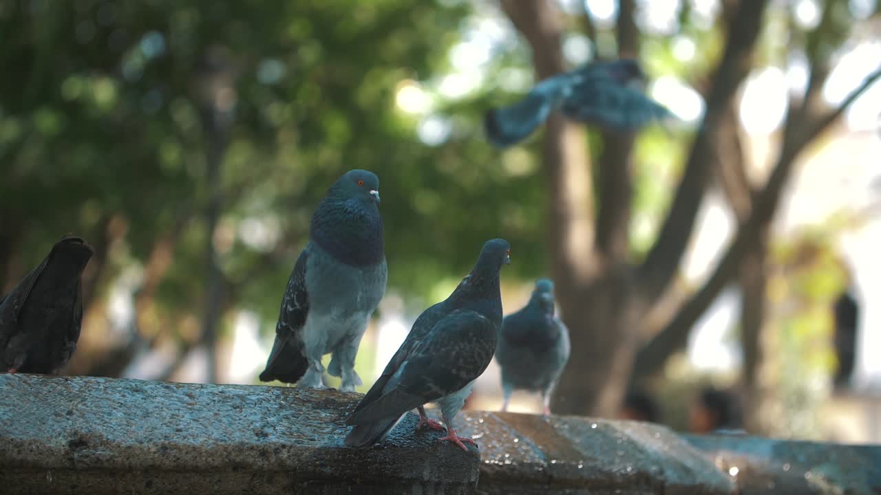 grupo de palomas, grises, gordas, divertidas paradas sobre una fuente en cámara lenta en antigua guatemala