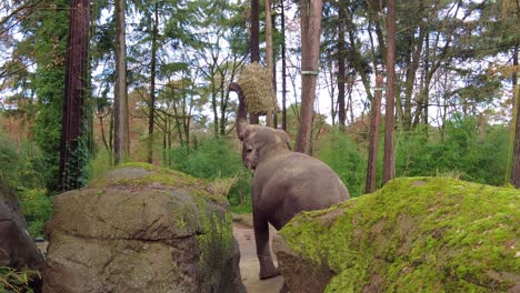 asian elephant eating hay bale hanging high in the trees at burgers' zoo, netherlands