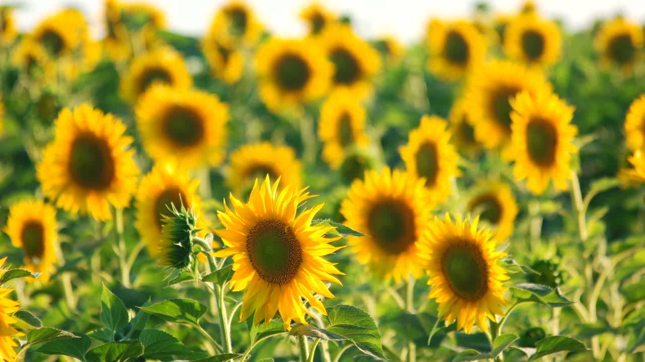 에서 해바라기 여름과 기름 개념