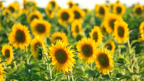 girasol en un campo de verano y concepto de aceite.