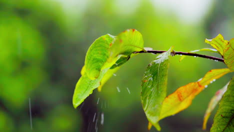 Pouring-rain-in-cinematic-forest