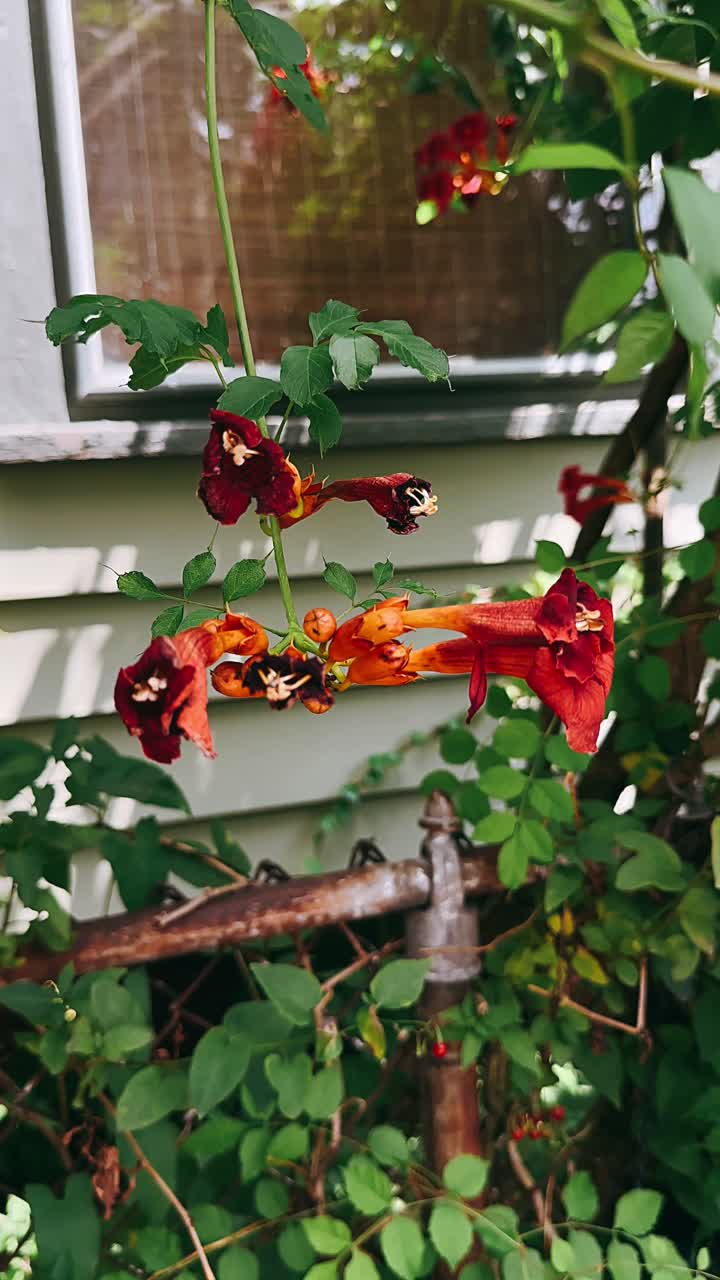 집에서 매달린 트럼 포도나무