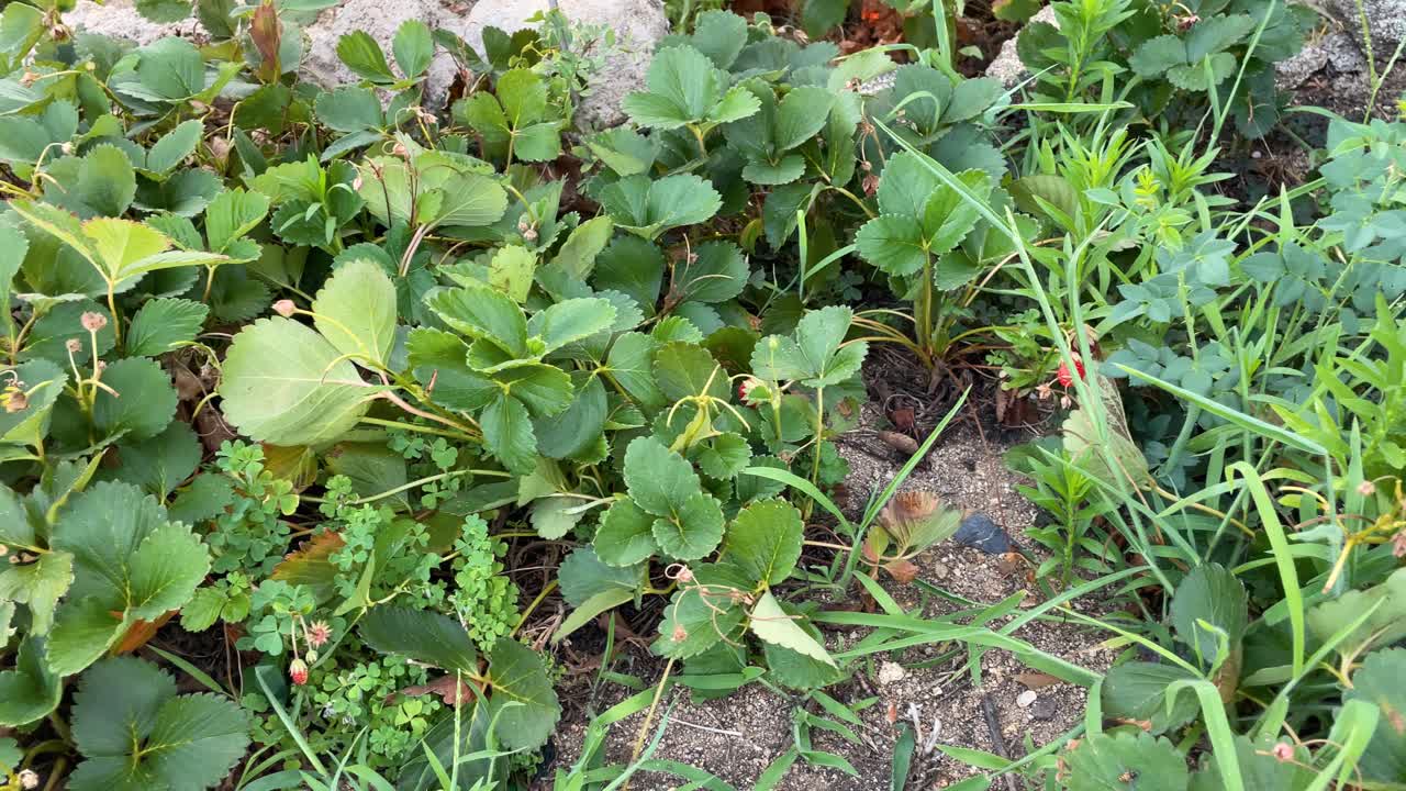 filming of a group of wild strawberry plants in a garden, we appreciate its small red fruits and we appreciate the decoration it makes in the garden, they are with some grass plants, in slow motion