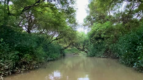 point of view floating on a muddy river through a lush swamp forest, pan right