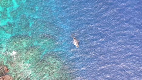 humpback whales in tonga