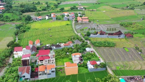 local balinese homes and villas surrounded by rice field paddy that are harvested, aerial