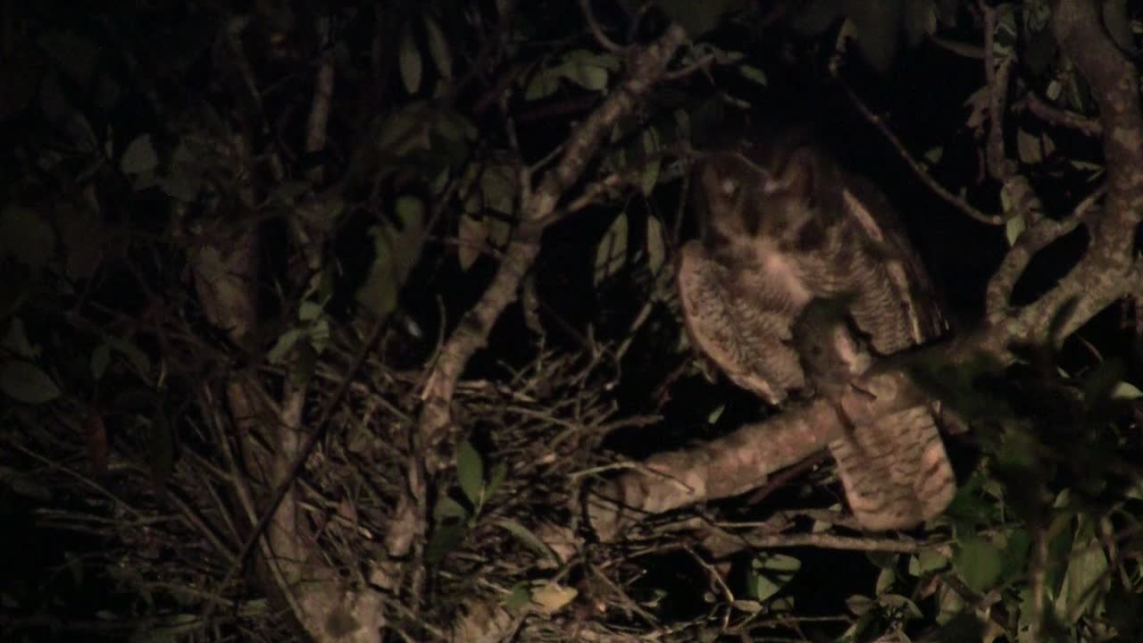Premium stock video A great horned owl peers down from a tree in the