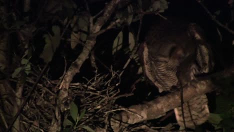 un gran búho cornudo se asoma desde un árbol en el bosque por la noche