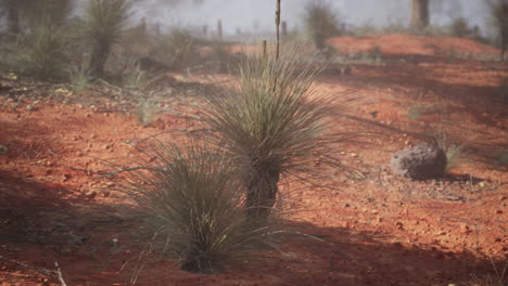 paisaje desértico de tierra roja con hierba