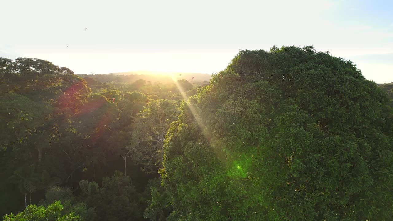 Tracking a small flock of scarlet macaws soaring over the Peruvian rainforest canopy at sunset, with sun flare.
