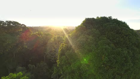 Tracking a small flock of scarlet macaws soaring over the Peruvian rainforest canopy at sunset, with sun flare.