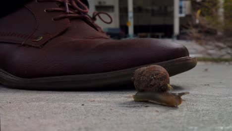 a snail on the sidewalk in the middle of a city almost getting squished