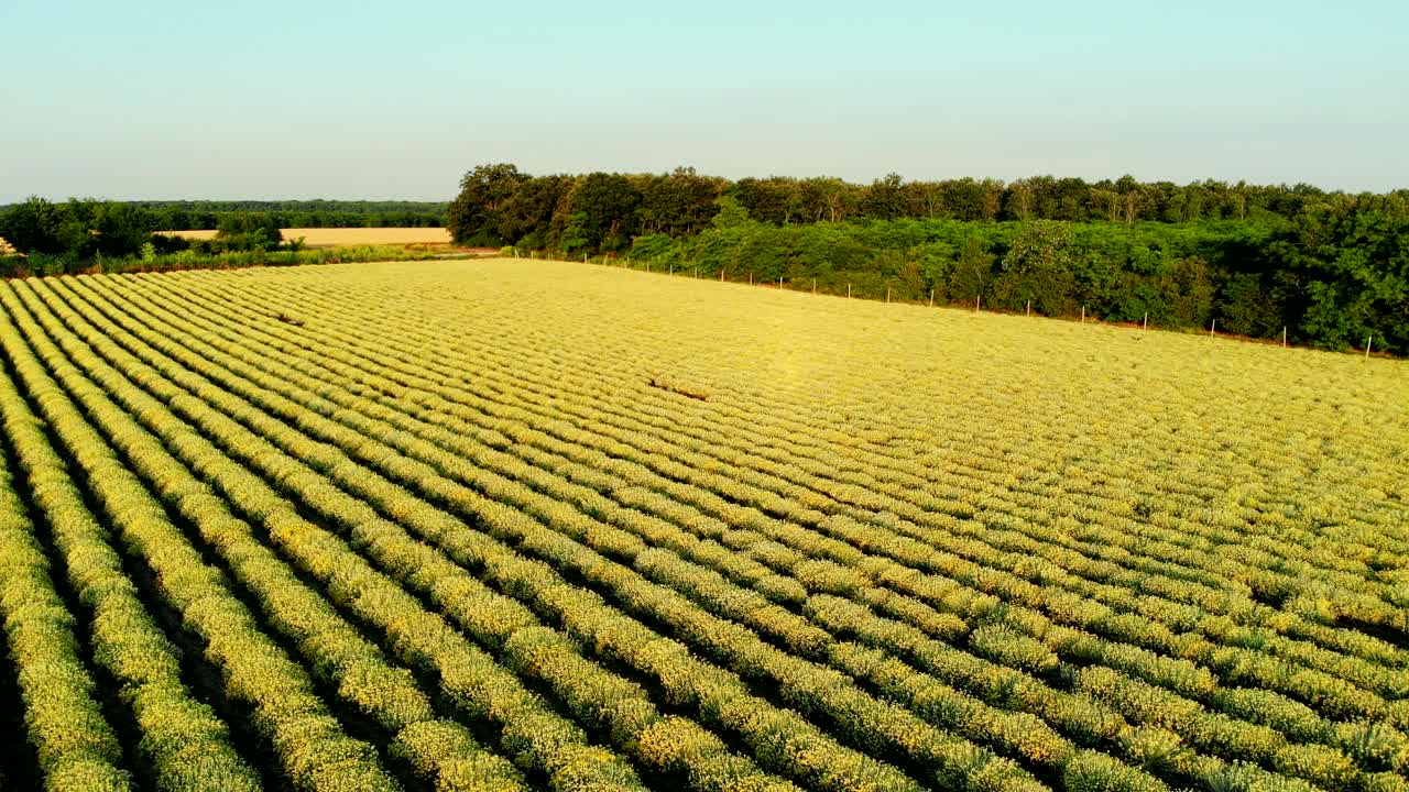 AERIAL view of Beautiful Blooming Curry plant field in rural countryside.