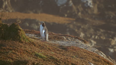 Pingüino-De-Ojos-Amarillos-Parado-En-El-Punto-Katiki-Durante-El-Amanecer-En-Nueva-Zelanda