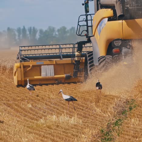storks walking on the field after the combine harvester. agricultural machine gathering wheat at seasonal works. birds looking for food on the field.