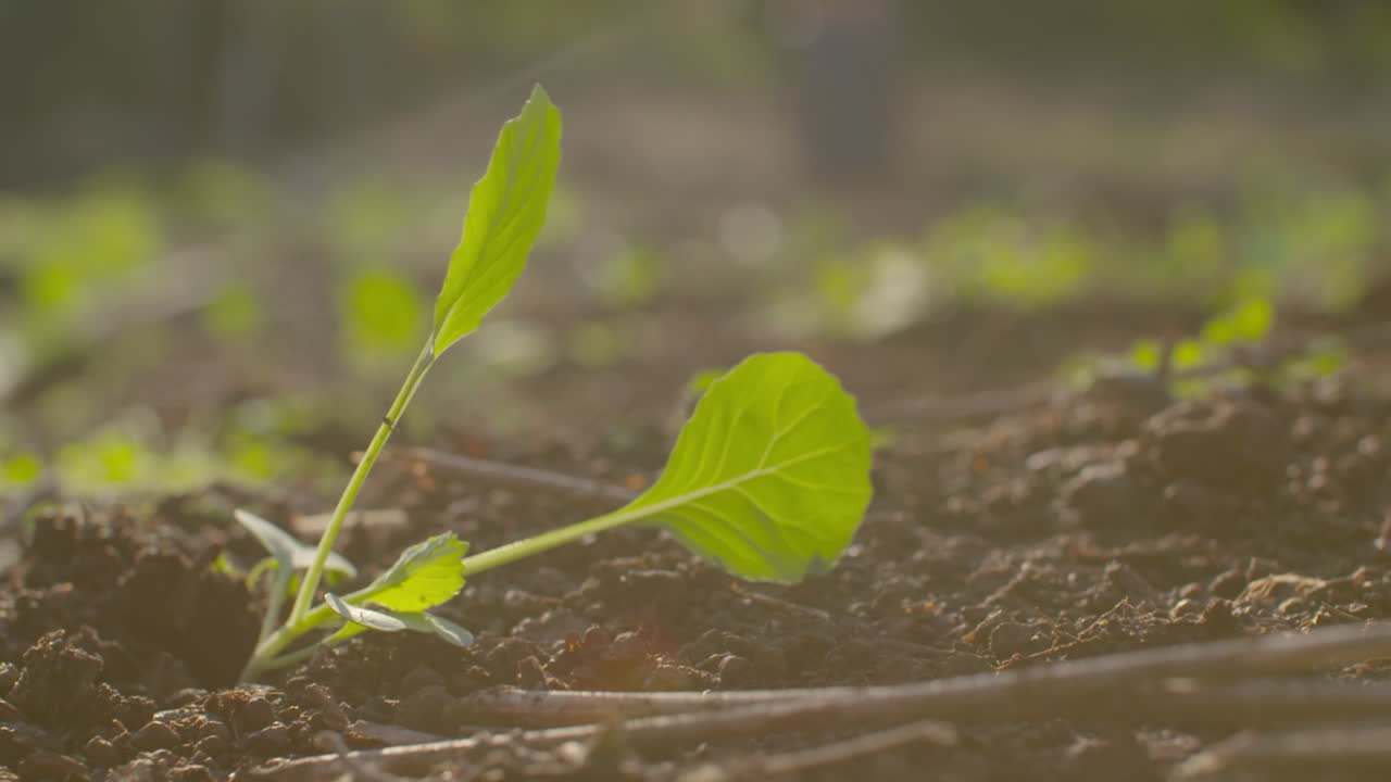 Young green plant seedling moving in the wind on fertile soil