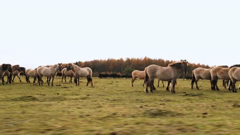 caballos de tiro de seguimiento en el campo