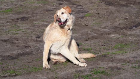 a dog scratching himself sitting in nature