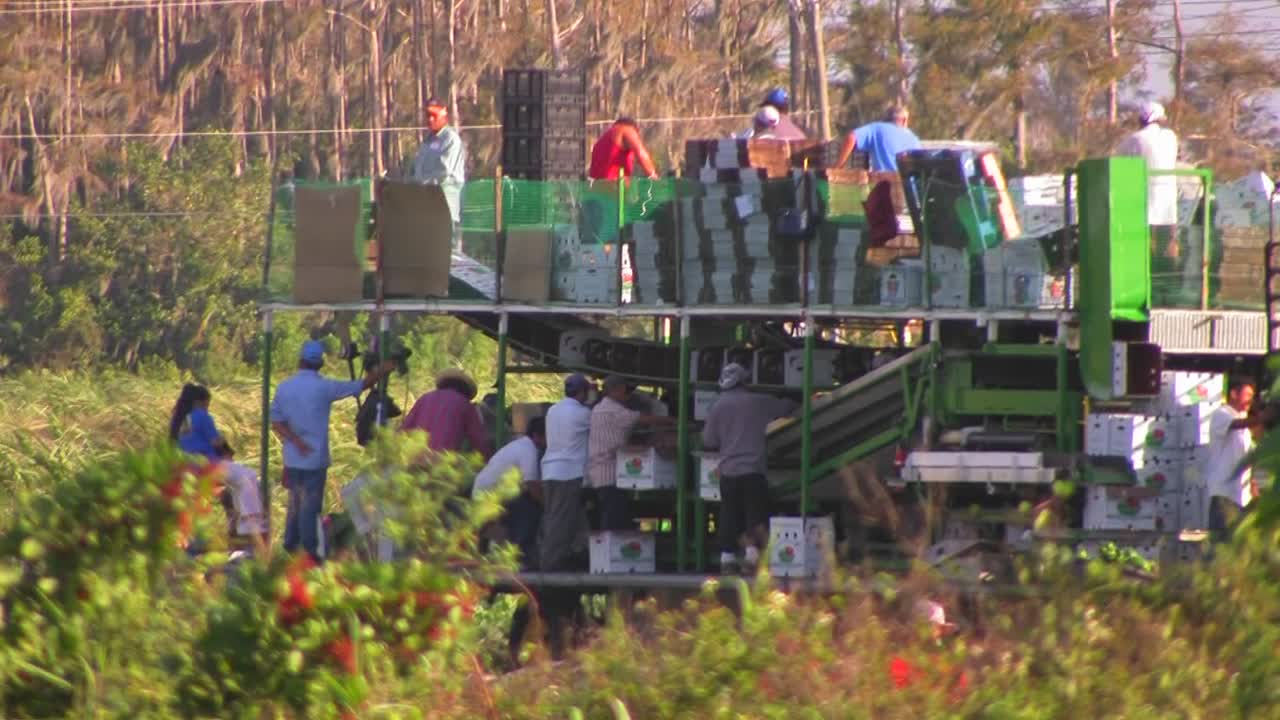 멕시코 농장 노동자들이 남성과 여성이 분류하고 처리할 수 있도록 생산물을 기계로 운반합니다. 2