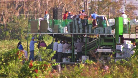 メキシコの農場労働者は、男性と女性が選別して処理する機械に農産物を運びます 2