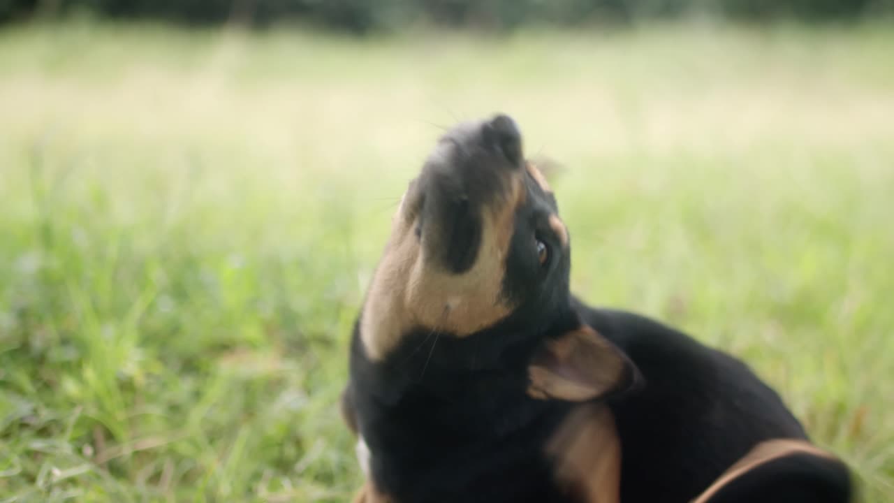 검은 개가 몸을  ⁇ 고 있다