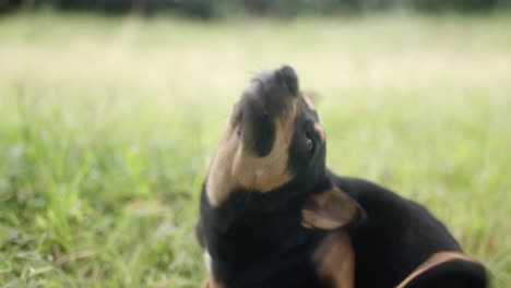 perro negro rascándose el cuerpo