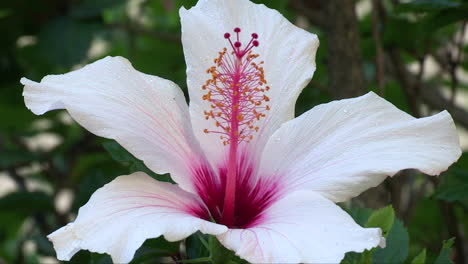 primer plano extremo de la flor de azalea blanca y morada que se balancea suavemente en el viento