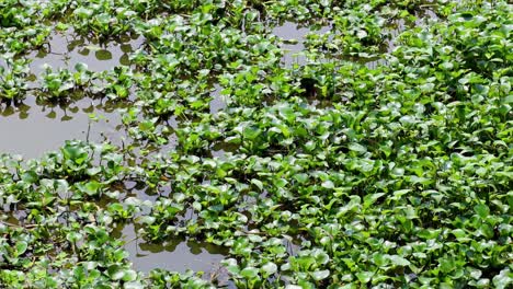 Floating water hyacinths on a calm water surface