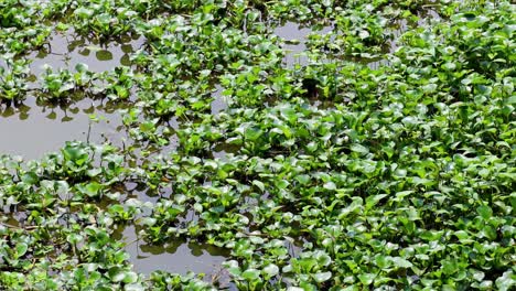 floating water hyacinths on a calm water surface