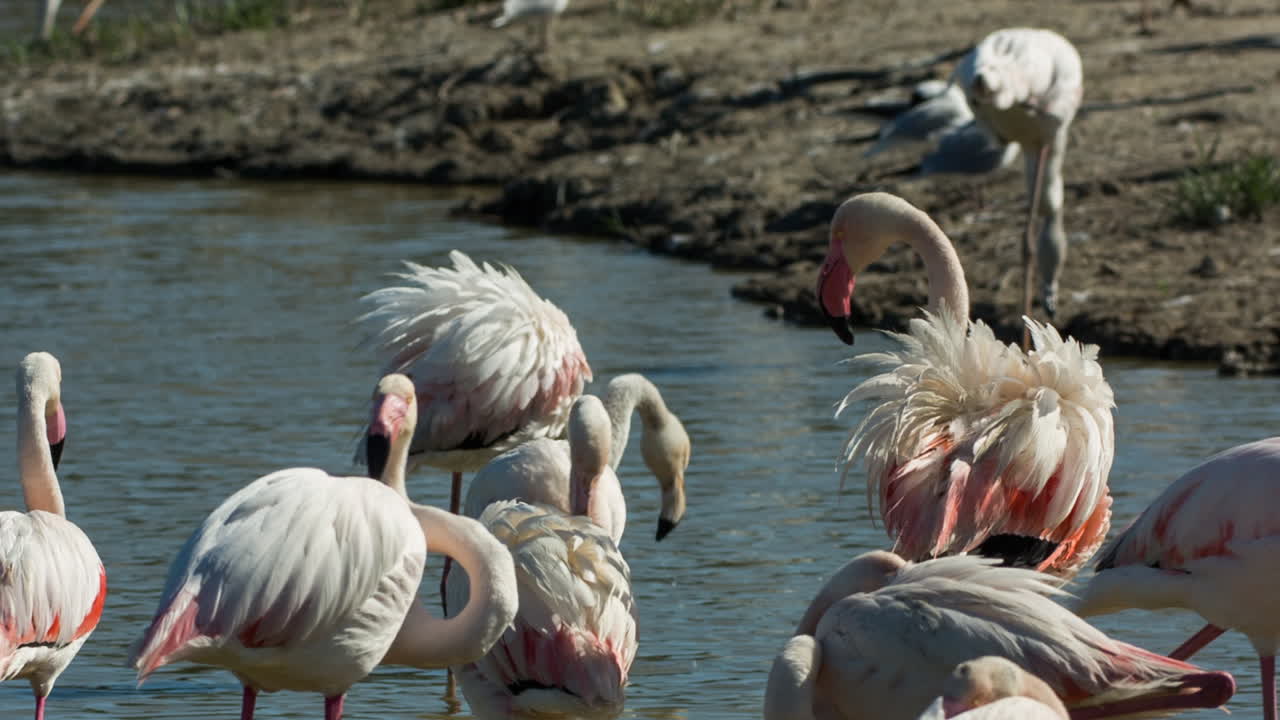 carmargue flamencos 08