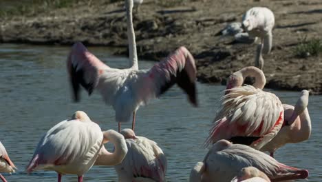 Flamencos-Carmargue-08